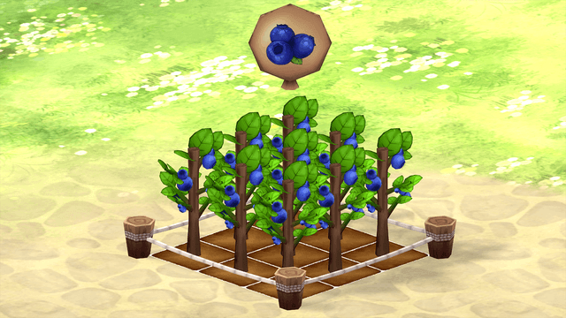 Blueberry Farm