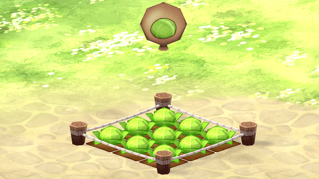 Cabbage Seed Farm