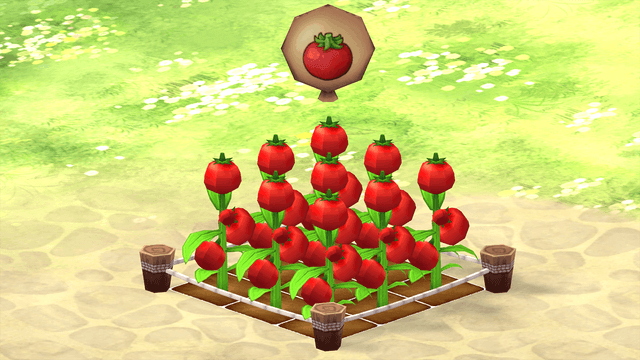 Tomato Farm